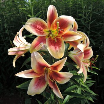 Oriental Trumpet Lily- Debby