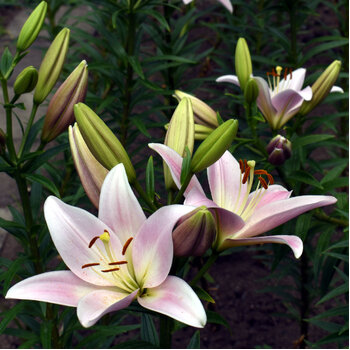 LA Lily- Party Diamond