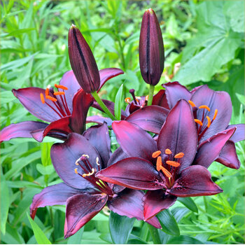 LA Lily- Batavus