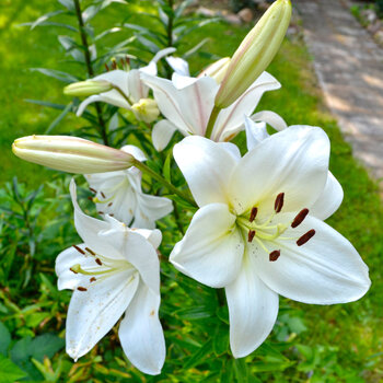 LA Lily- Punjab