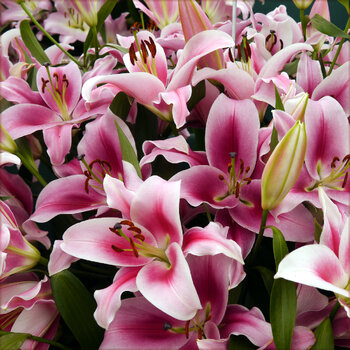 Oriental Trumpet Lily- Dalian
