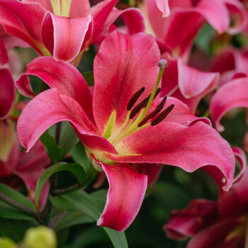 Oriental Trumpet Lily- Touchstone