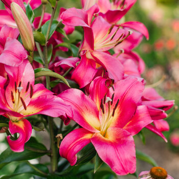 Oriental Lily- Kampong