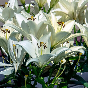 Oriental Lily- Iceberg