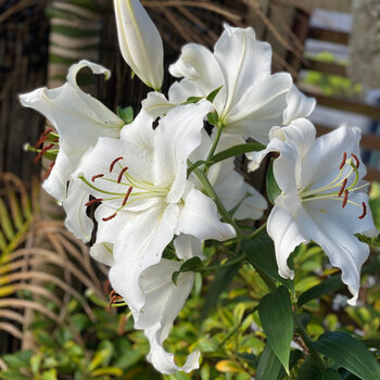 Oriental Lily- Santander