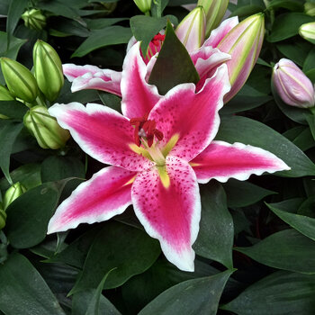 Oriental Lily- Marlon