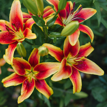 Asiatic-Oriental Lily- Avalon Sunset