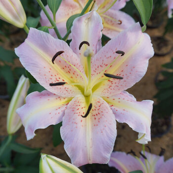 Oriental Trumpet Lily- Elusive