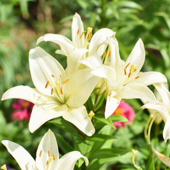 LA Lily- Pearl White
