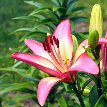 LA Lily- Rosella's Dream