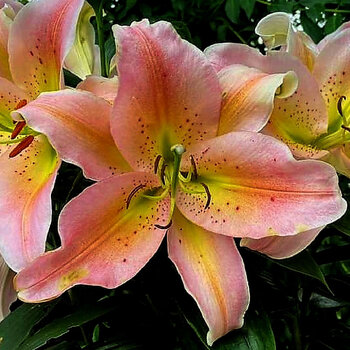 Oriental Lily- Salmon Party