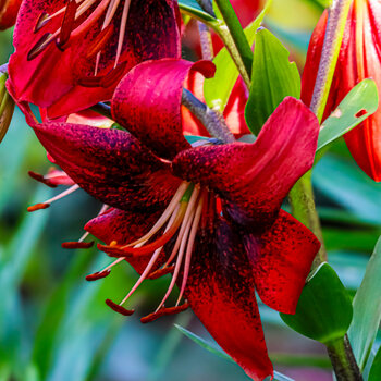 Asiatic Lily- Strawberry Event