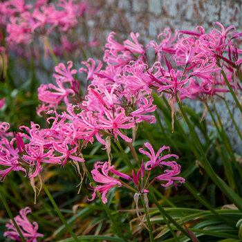 Nerine- Bowdenii