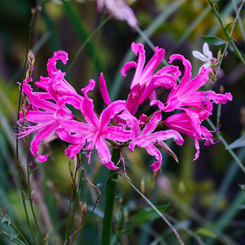 Nerine- Rosea