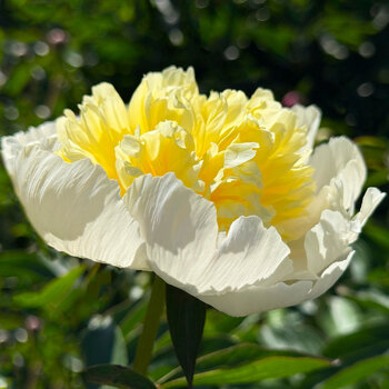 Herbaceous Peony- Marie Lemoine