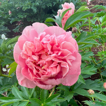 Itoh Peony- Caroline Constable