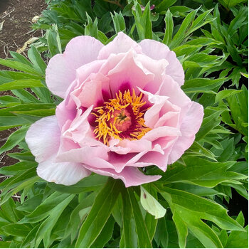 Itoh Peony- Cora Louise