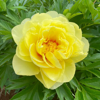 Itoh Peony- Sequestered Sunshine