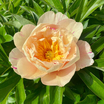 Itoh Peony- Garden Treasure