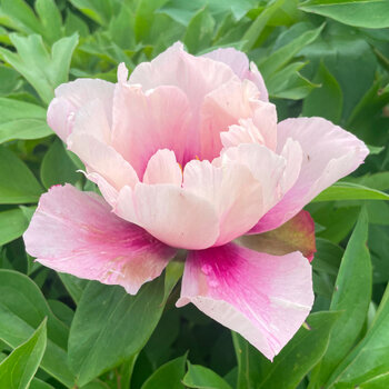 Itoh Peony- Raggedy Anne