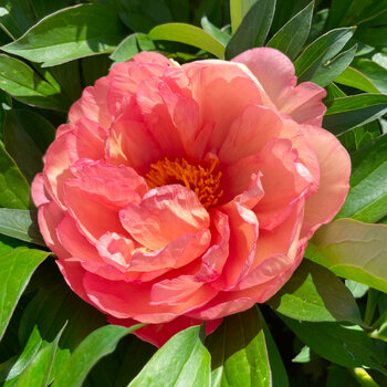 Itoh Peony- Singing in the Rain