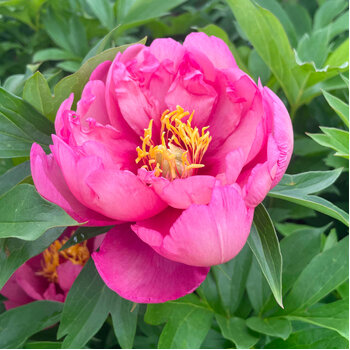 Itoh Peony- Yankee Doodle Dandy