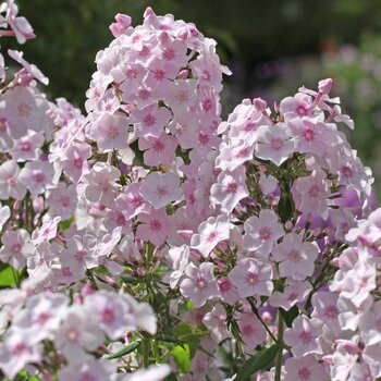 Phlox- Monica Lynden-Bell (Bare-Rooted)