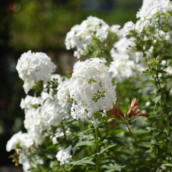 Phlox- Year After Year White (Bare-Rooted)