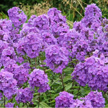 Phlox- Year After Year Purple (Bare-Rooted)
