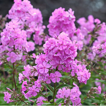 Phlox- Year After Year Pink (Bare-Rooted)