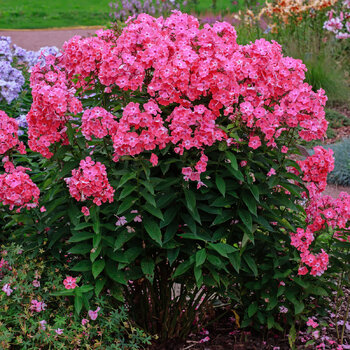 Phlox- Year After Year Cerise (Bare-Rooted)