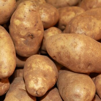 Certified Seed Potato- Russet Burbank