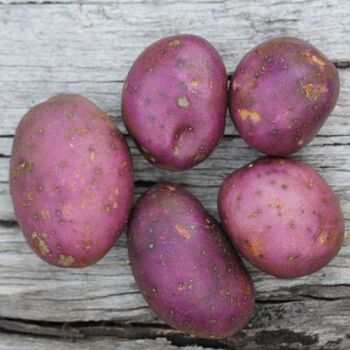 Certified Seed Potato- Royal Blue
