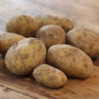 Certified Seed Potato- Dutch Cream