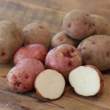 Certified Seed Potato- Red Pontiac
