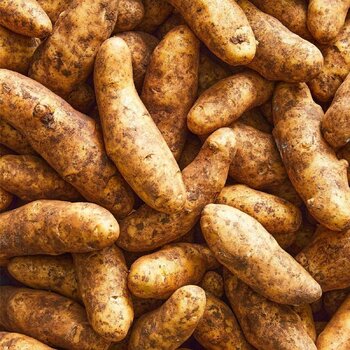 Certified Seed Potato- Kipfler