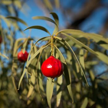 Quandong