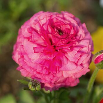 Ranunculus- Florentine Pink (Corm)