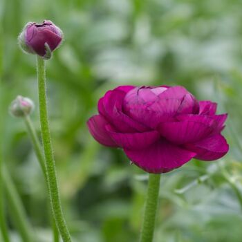 Ranunculus- Florentine Burgundy (Corm)