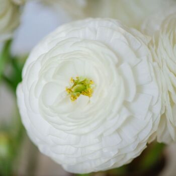 Ranunculus- Florentine White