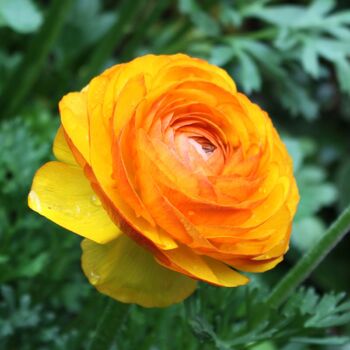 Ranunculus- Florentine Yellow (Corm)