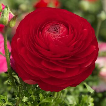 Ranunculus- Primo Rosso Red (Corm, top grade) 