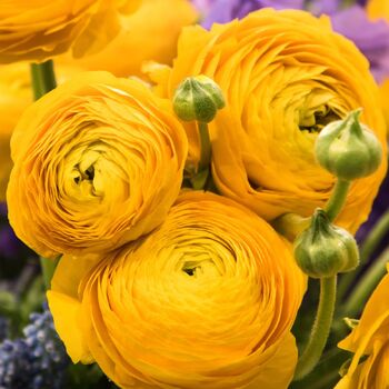 Ranunculus- Primo Giallo Yellow (Corm, top grade)