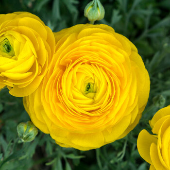 Ranunculus- Fablio Giallo (Corm)