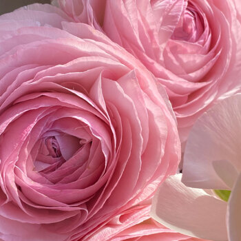 Ranunculus- Fablio Marshmellow (Corm)