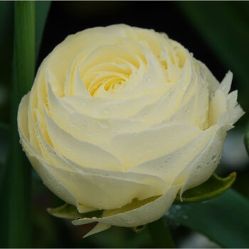 Ranunculus- Fablio Crema (Corm)