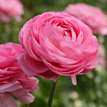 Ranunculus- Primo Hot Pink (Corm - 2nd grade)