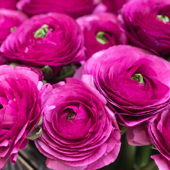 Ranunculus- Primo Violet (Corm, top grade)