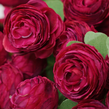 Ranunculus- Primo Burgundy (Corm - 2nd grade)