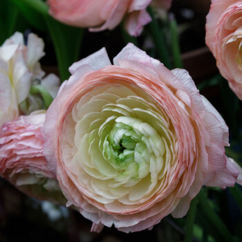 Ranunculus- Fablio Pastello (Corm)